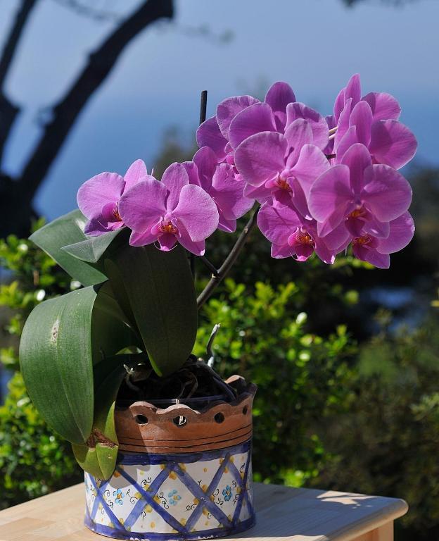 Le Ginestre Di Capri Bb & Holiday House Анакапри Стая снимка