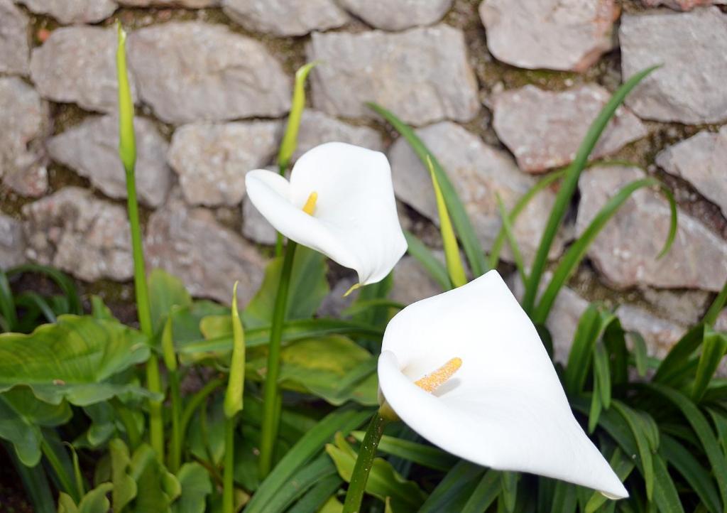 Le Ginestre Di Capri Bb & Holiday House Анакапри Стая снимка