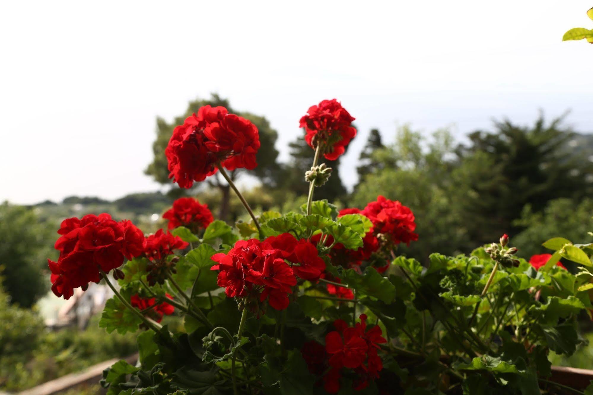 Le Ginestre Di Capri Bb & Holiday House Анакапри Екстериор снимка